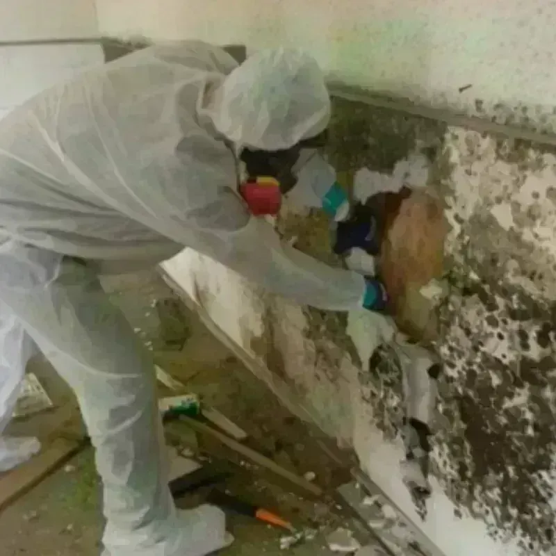 Mold Remediation and Removal in Seymour, IN